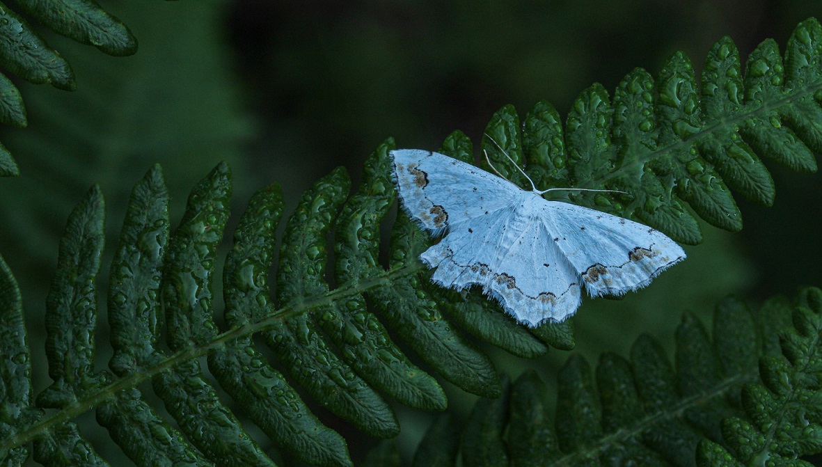 Scopula ornata (Geometridae)